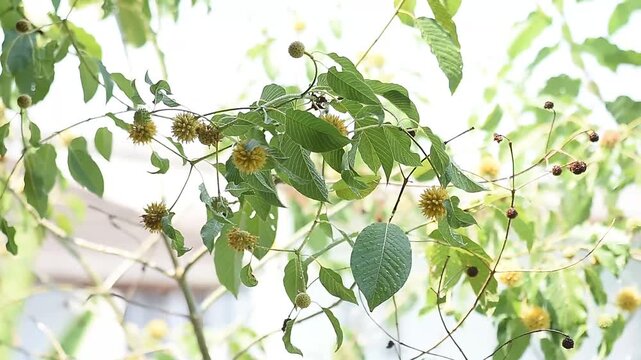 Kratom or Mitragyna speciosa Korth branch flower and green leaves on natural background.