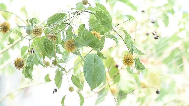 Kratom or Mitragyna speciosa Korth branch flower and green leaves on natural background.