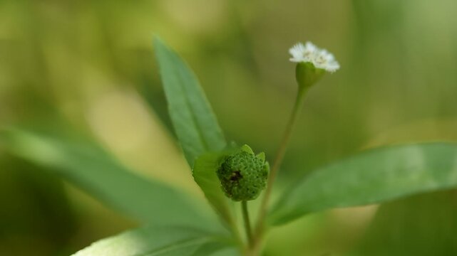 False daisy or Eclipta prostrata flower and green leaves on natural background.