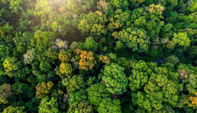 Aerial view of a dense forest with vibrant green trees and some yellow foliage illuminated by sunlight.