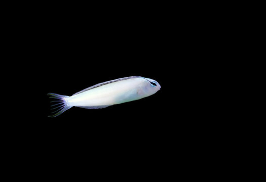 Meiacanthus smithi (Disco Blenny) isolated in black background