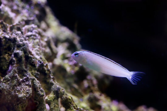 Meiacanthus smithi (Disco Blenny) tropical reef fish in coral aquarium habitat