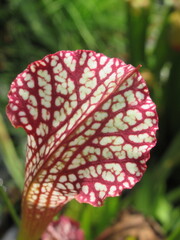 Zbliżenie na kaptur rośliny z gatunku sarracenia leucophylla © Kumulugma