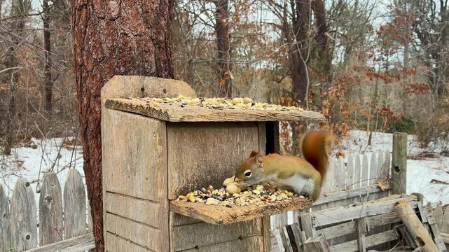American Red Squirrel climbs down tree grabs peanut looks directly at camera winter scene snow background close-up shot cute