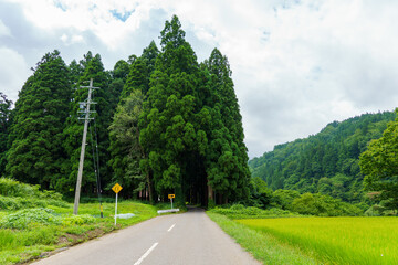 250814長野県栄村北野天満宮参道 © m