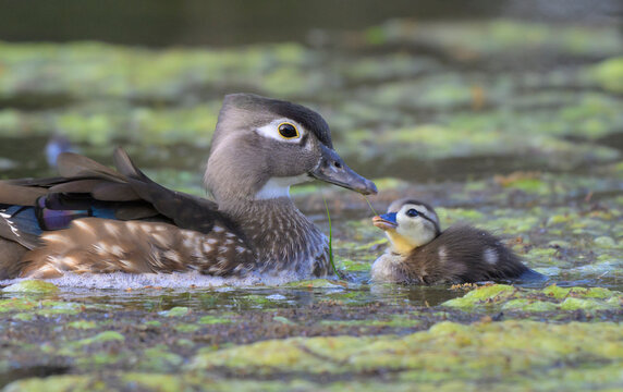 Female wood duck (Aix sponsa) with duckling trying to pick water weeds from mom's beak, Brazoria County, Texas, USA.