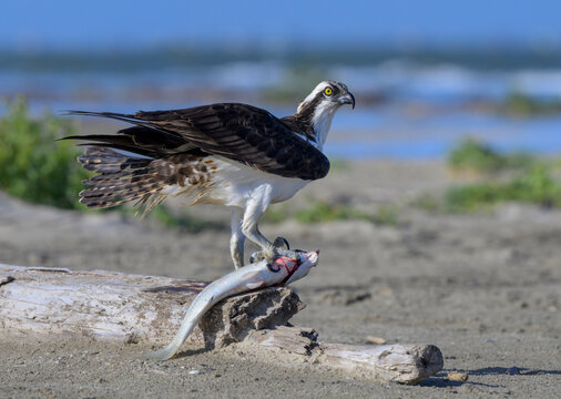 Osprey (Pandion haliaetus) with a caught white mullet fish (Mugil curema) perched on coastal driftwood, Galveston, Texas, USA.
