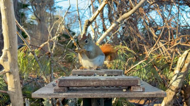 American Red Squirrel jumps on wooden platform stares intensely off-camera evening scene natural light close-up shot cinematic adorable