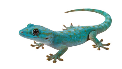 Fototapeta premium Isolated vibrant blue gecko a beautiful tropical lizard with striking patterns and texture