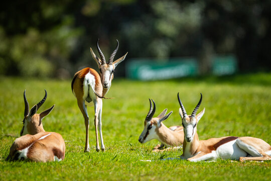 A group of springbok or springbuck (Antidorcas marsupialis) sitting in a field