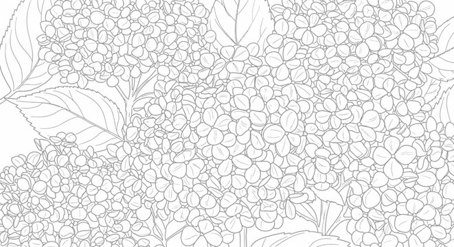 Detailed illustration of hydrangea flowers in grayscale with copy space