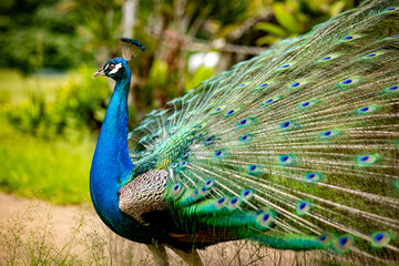 Naklejka premium Wild Peacock closeups