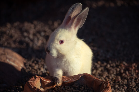 White Rabbit with Red Eyes Feeding from Bowl on Rural Farm in Brazil