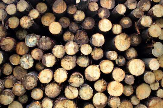 pile of wood