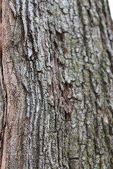 Fototapeta premium bark of a tree