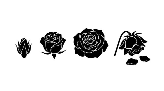 Silhouette of Four Rose Flowers in Different Bloom Stages Vector Illustration