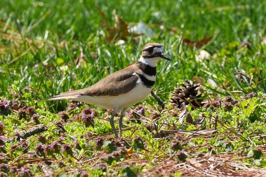 The killdeer (Charadrius vociferus) is a large plover found in the Americas.