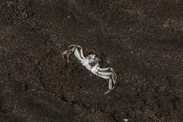Top down view of a dead crab with washed ashore on the dark sand of the Atlantic Ocean in Argentina © DariaR