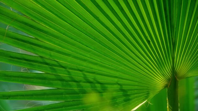Macro view of a sunlit fan palm frond showcasing symmetrical radial lines and natural textures. The bright green foliage creates a tranquil, organic pattern ideal for b-roll of high-end zen branding 