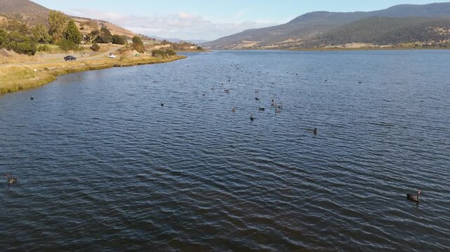 Aerial view of a large flock of Black Swans swimming on a scenic Tasmanian lake with mountains.