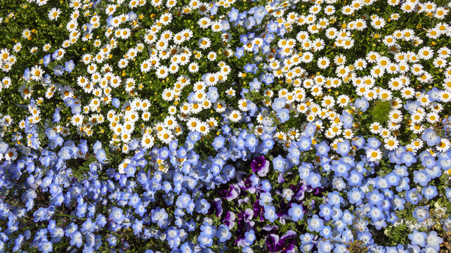 花壇に咲く花々
