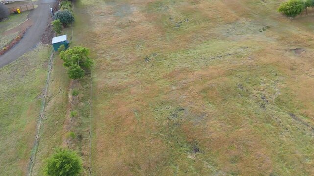 High-angle aerial reveal of alpacas grazing and the rural township of Maydena, Tasmania.