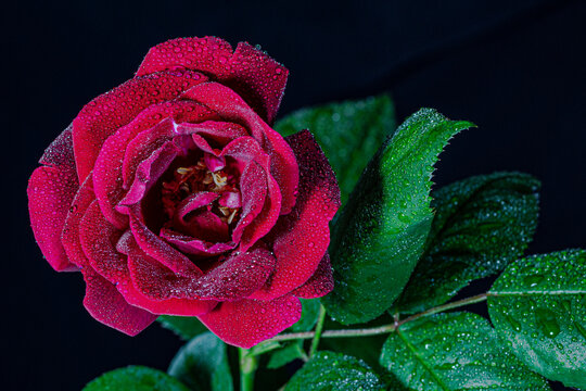 rose rouge