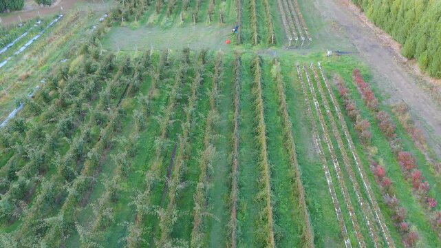 Aerial view of a large raspberry farm with perfectly aligned rows in rural Tasmania.