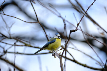 Obraz premium Blue tit sits calmly on a bare branch