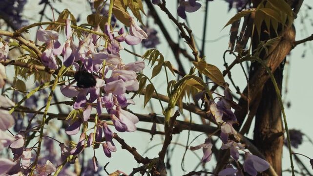 Macro Shot of a Carpenter Bee in Purple Wisteria Flowers
