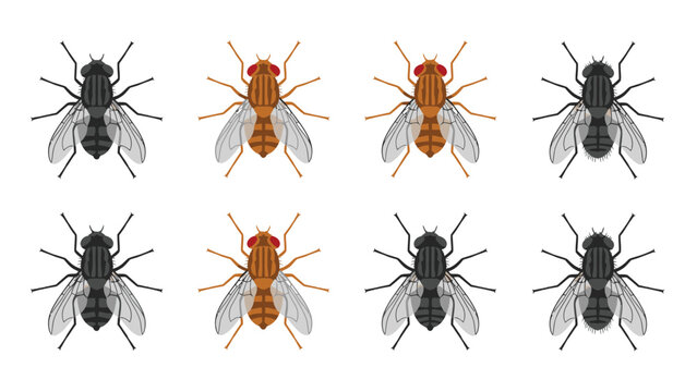 Wild type and mutant Drosophila melanogaster fruit flies for biological and genetic research