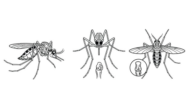 Mosquito Anatomy Illustration: Detailed Scientific Line Art Showing Side, Front, and Top Views with Magnified Proboscis