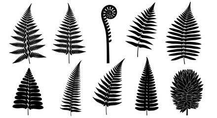 Black fern leaf silhouettes collection, set of 10 botanical vector elements, tropical forest foliage and frond shapes for nature design © Mecklenburglaan