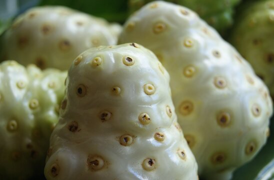 Gros plan sur des fruits de noni
