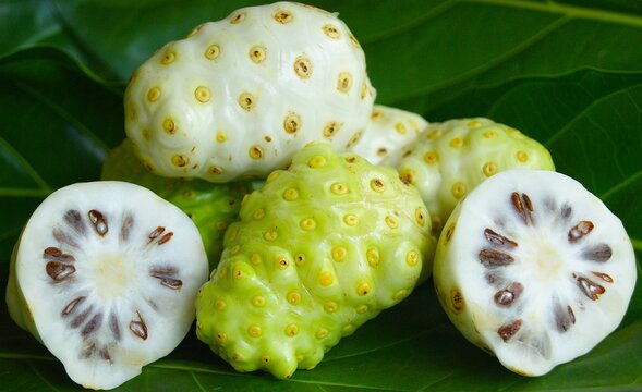 Fruits de noni, morinda citrifolia