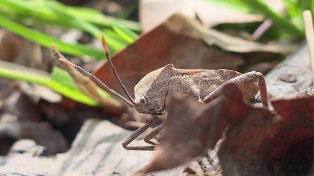 

Bean Bug (Riptortus pedestris) Walking on Dry Leaves Towards Camera 2학명: Riptortus pedestris

