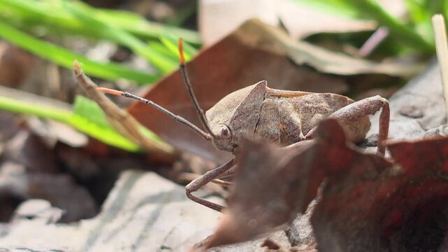 
Bean Bug (Riptortus pedestris) Walking on Dry Leaves Towards Camera 11 학명: Riptortus pedestris

