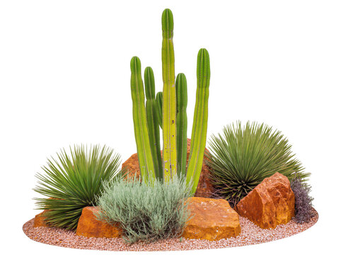 cactus saddlery Cactus Rancher