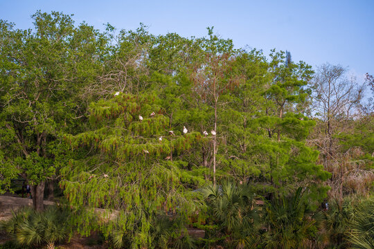 Wide landscape with a flock of white ibises Eudocimus albus resting in a tall green tree under a blue Florida sky.
