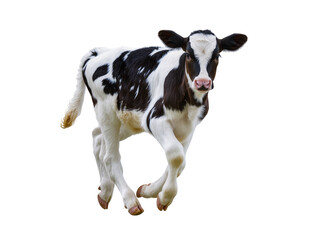 Isolated adorable young black and white calf running and jumping with energetic motion © Ciara