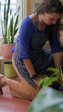 Vertical video: Entering right, worker in apron carrying purple pot to window for sun at plant shop