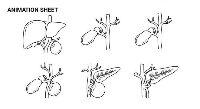 Anatomical Illustration: Liver, Gallbladder, and Bile Ducts