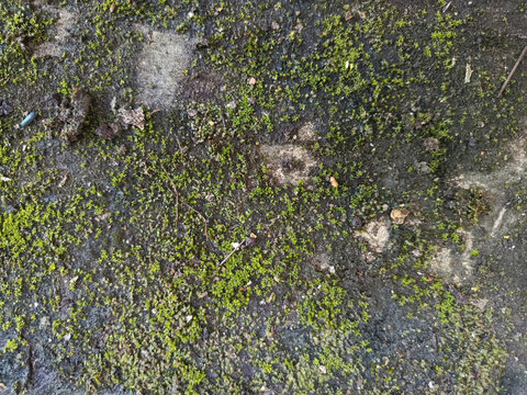 Moss growing on old stone surface.
