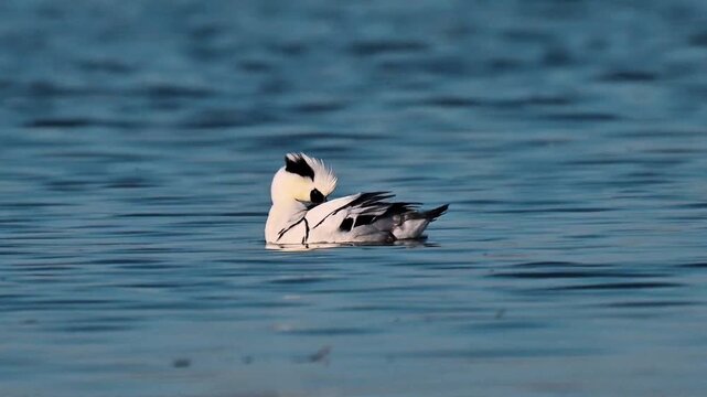 Male Smew Duck Swimming on Calm Blue Water Surface