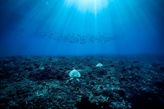 underwater scene with sea turtles