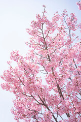Obraz premium Cherry Blossoms 満開の陽光桜