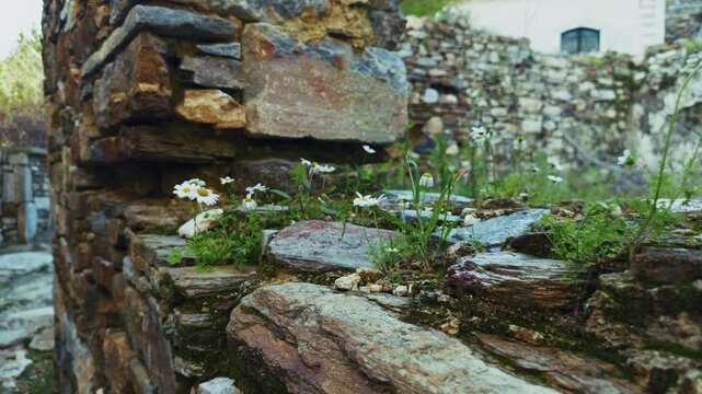 Wild Daisies Blooming From Bricks Of A Ruined Stone House In Domatia  Village