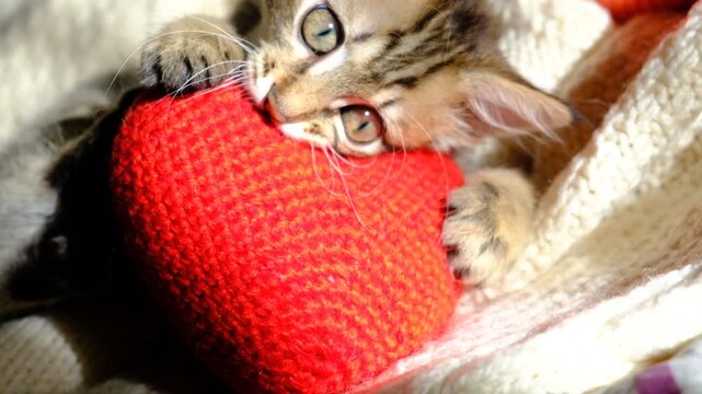 Pretty cute kitten relaxing on the bed with red heart. Scratching, biting, kneading. Playful Tabby cat. Funny pets. Valentines Day, Birthday, Dating, Love. Copy space
