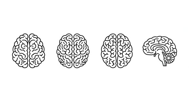 Set of Brain Illustrations: Top, Side, and Cross-Section Views