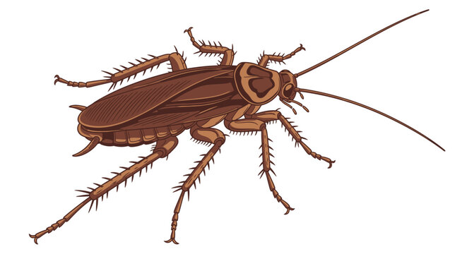 Brown cockroach insect bug pest.